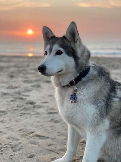 Die Dogorama Kalender Challenge 4/4-Beitrag-Bild