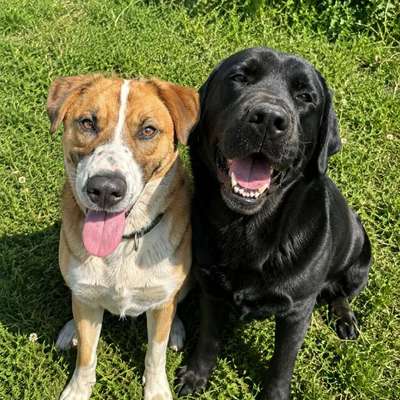 Hundetreffen-Am besten Mühlhausen-Bild
