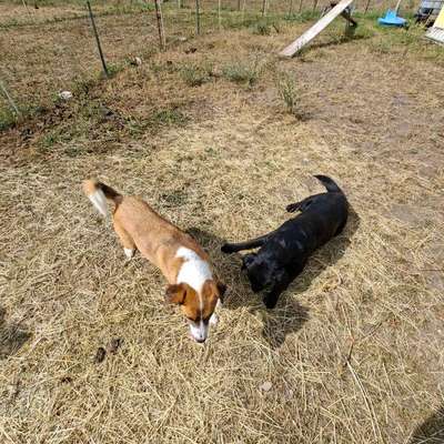 Hundetreffen-Hunde treffen-Bild