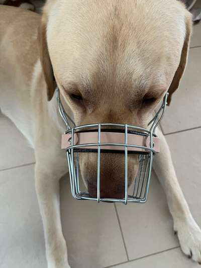 Wie sitzt mein Maulkorb / Maulkorb-Beratung-Beitrag-Bild