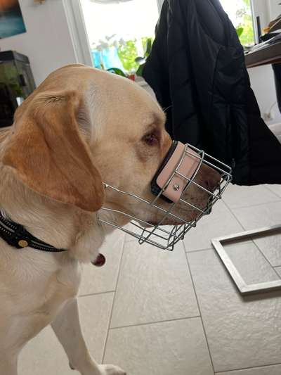 Wie sitzt mein Maulkorb / Maulkorb-Beratung-Beitrag-Bild