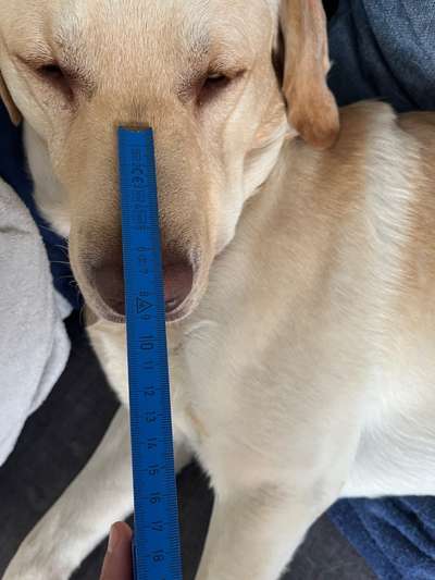 Wie sitzt mein Maulkorb / Maulkorb-Beratung-Beitrag-Bild