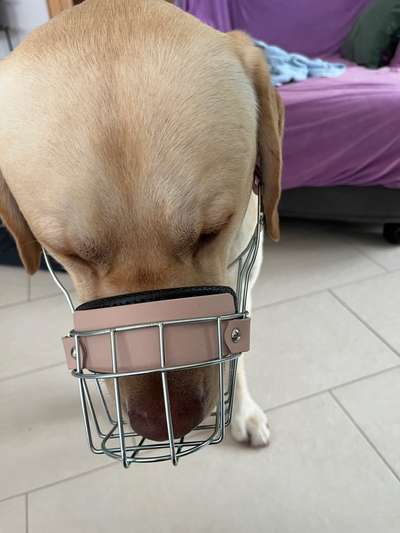 Wie sitzt mein Maulkorb / Maulkorb-Beratung-Beitrag-Bild