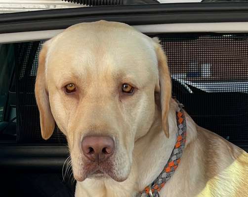 Wie sitzt mein Maulkorb / Maulkorb-Beratung-Beitrag-Bild