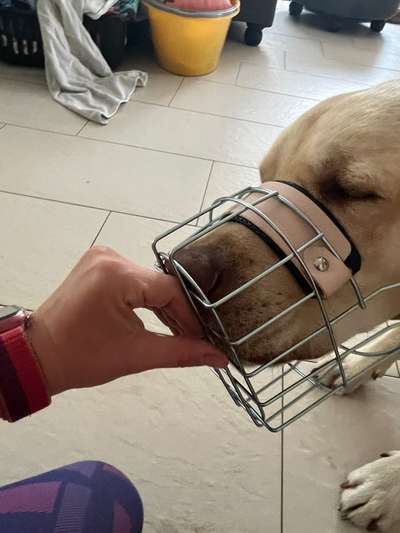 Wie sitzt mein Maulkorb / Maulkorb-Beratung-Beitrag-Bild