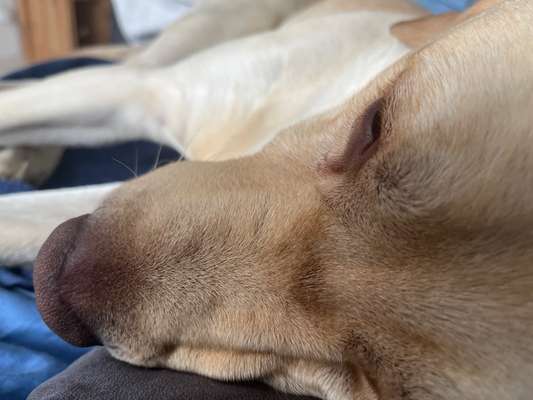 Wie sitzt mein Maulkorb / Maulkorb-Beratung-Beitrag-Bild