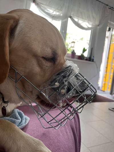 Wie sitzt mein Maulkorb / Maulkorb-Beratung-Beitrag-Bild