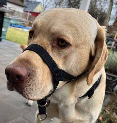 Wie sitzt mein Maulkorb / Maulkorb-Beratung-Beitrag-Bild