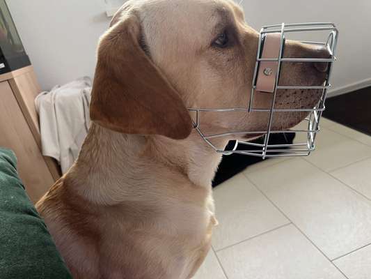 Wie sitzt mein Maulkorb / Maulkorb-Beratung-Beitrag-Bild