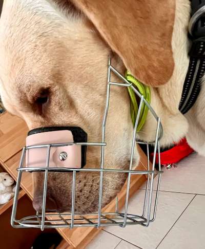 Wie sitzt mein Maulkorb / Maulkorb-Beratung-Beitrag-Bild