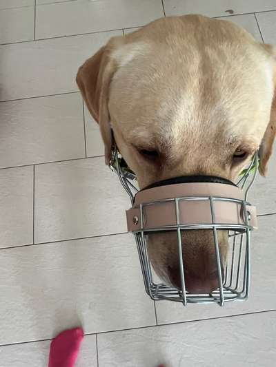 Wie sitzt mein Maulkorb / Maulkorb-Beratung-Beitrag-Bild