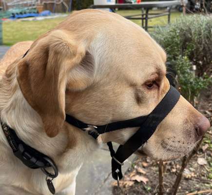 Wie sitzt mein Maulkorb / Maulkorb-Beratung-Beitrag-Bild