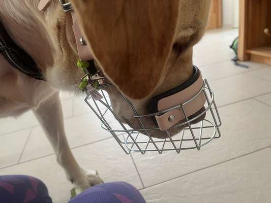 Wie sitzt mein Maulkorb / Maulkorb-Beratung-Beitrag-Bild