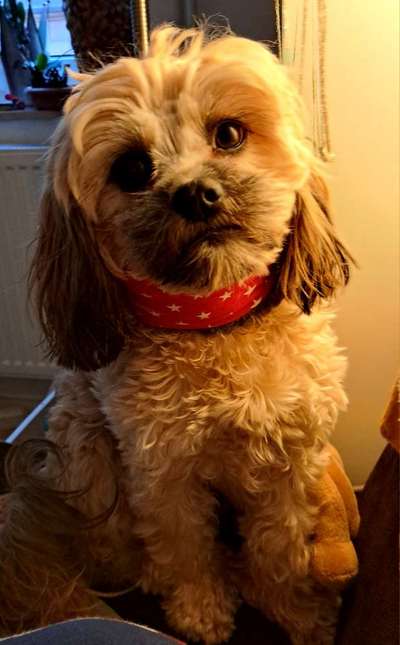 Welpen Bilder !-Beitrag-Bild