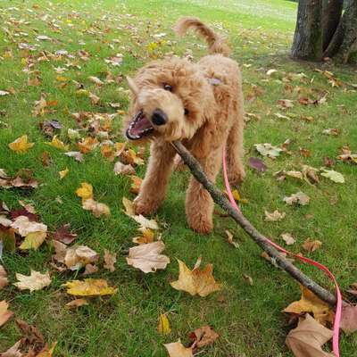 Die Dogorama Kalender Challenge Titelbild-Beitrag-Bild