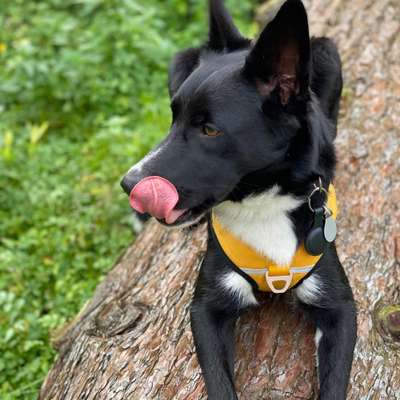 Hundetreffen-Spielkamerad-Bild