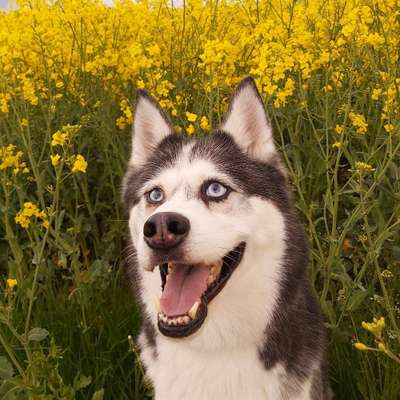 Hundetreffen-Hundetreffen in Buchholz i.d.N. oder im Umkreis-Profilbild