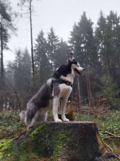 Husky-Beitrag-Bild