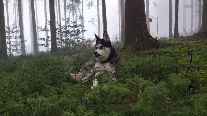 Husky-Beitrag-Bild