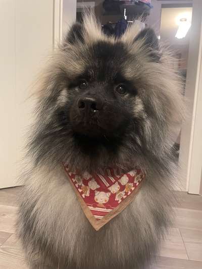 Leinenführigkeit: Halsband und Geschirr-Beitrag-Bild