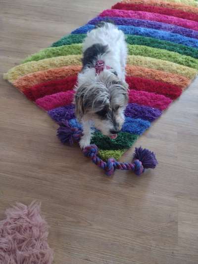 Wie heißt dein Hund?-Beitrag-Bild