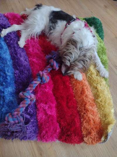 Wie heißt dein Hund?-Beitrag-Bild