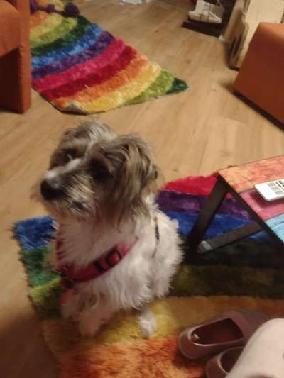 Wie heißt dein Hund?-Beitrag-Bild