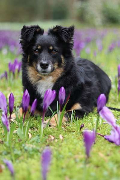 Hundetreffen-Spaziergänge ☺️-Bild