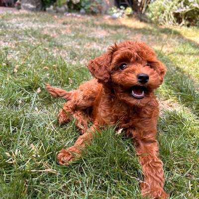 Hundetreffen-Welpenfreunde gesucht - kleine Hunde-Bild