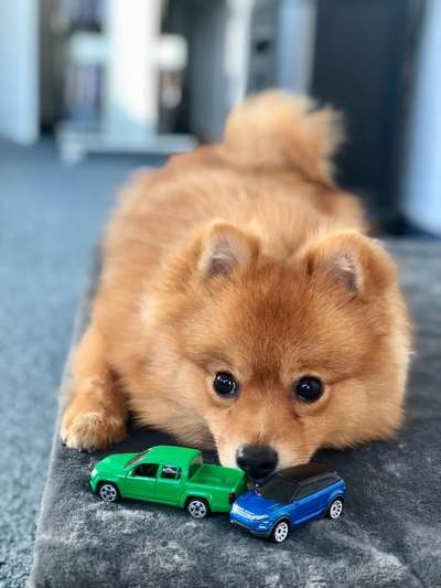 Dogorama Photo Challenge - Hundeblick zum hinschmelzen-Beitrag-Bild