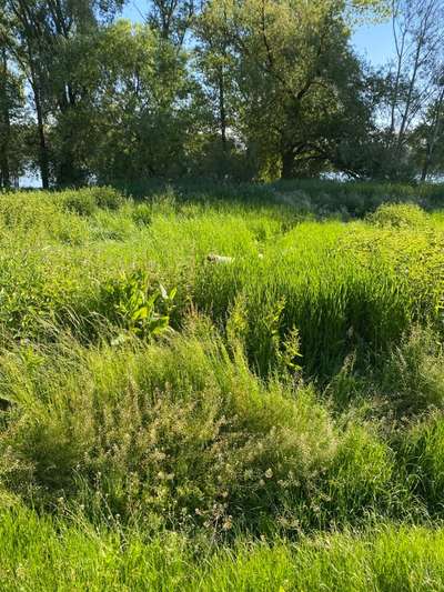 Die Dogorama Monats Challenge "Es grünt und blüht"-Beitrag-Bild