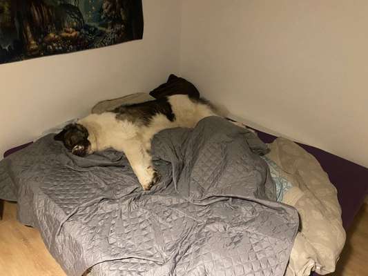 Darf der Hund bei Euch im Bett schlafen?-Beitrag-Bild