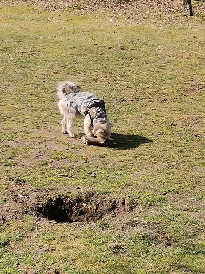 Fotochallenge No. 26                                     Wald und Wiese-Beitrag-Bild