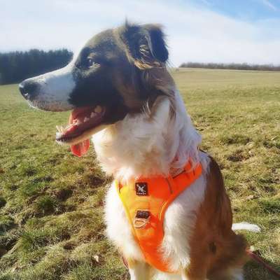 Hundetreffen-Spielen und spazieren-Profilbild