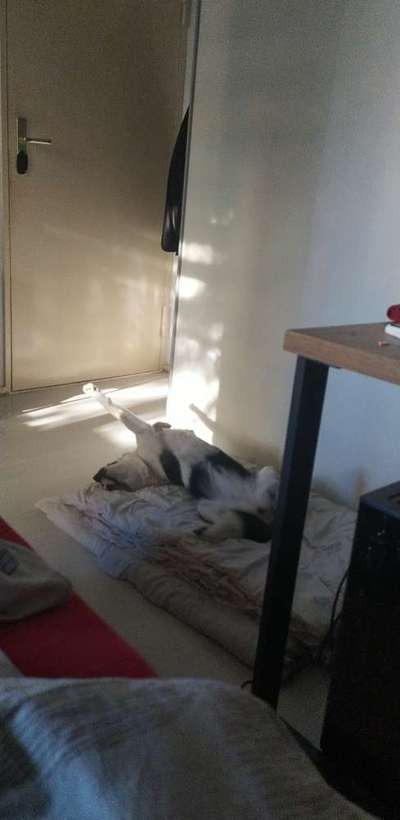 Zeigt mir die lustigsten Schlafpositionen eurer Fellnasen-Beitrag-Bild