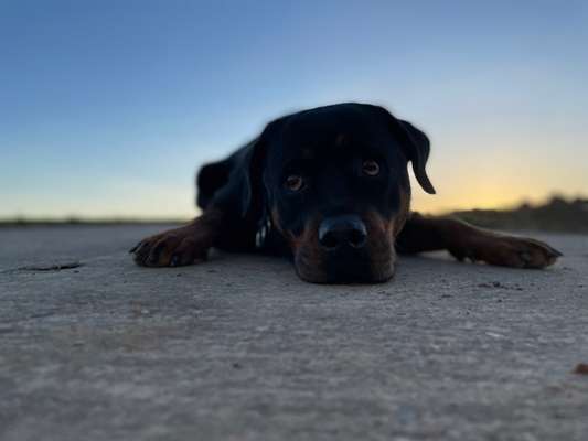 Rottweiler/-Mischlinge-Beitrag-Bild