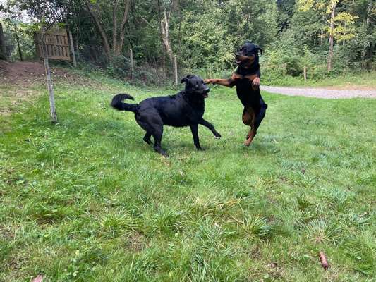 Rottweiler/-Mischlinge-Beitrag-Bild