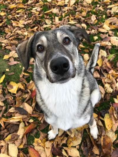 Die besten Hundeblicke 🐾❤️-Beitrag-Bild