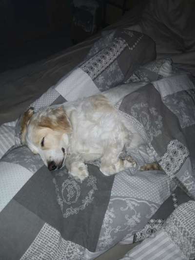 Darf der Hund bei Euch im Bett schlafen?-Beitrag-Bild