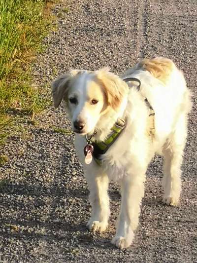 Hunde aus Griechenland-Beitrag-Bild