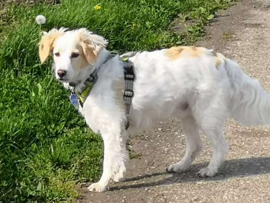 Auslandstierschutz-Beitrag-Bild