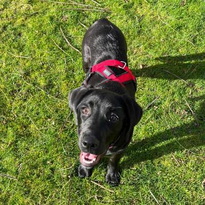 Hundetreffen-Spielerunde / Spaziergänge-Bild