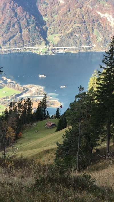 Die wunderschöne Welt mit Hund.-Beitrag-Bild