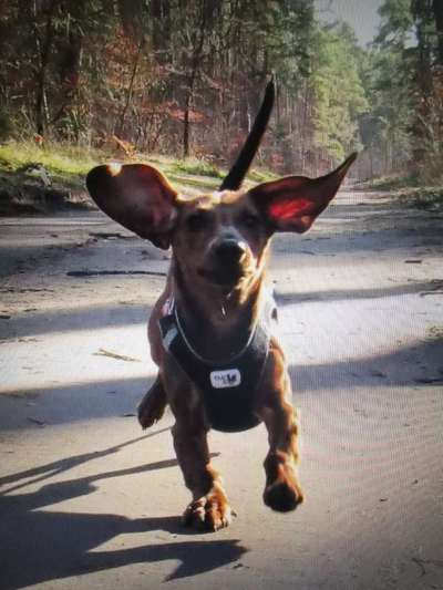 Hundetreffen-WELPENTREFFEN IM SCHLOSSPARK PANKOW-Bild