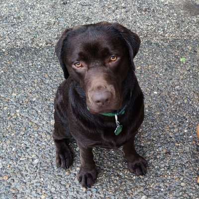 Hundetreffen-Gassi und spiele Runde-Bild