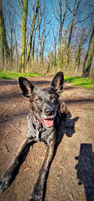 Mischlinge raten - Rätselspaß-Beitrag-Bild