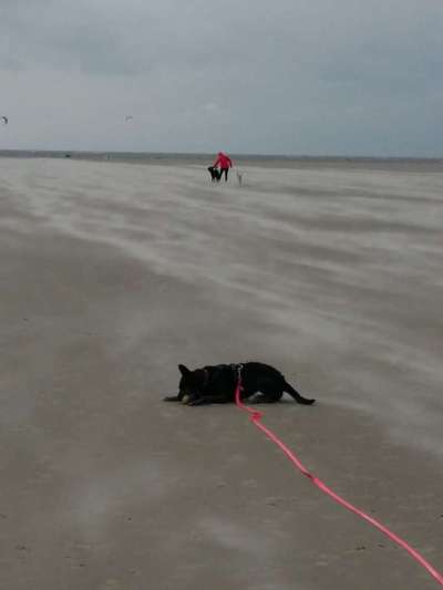 Dogorama Photo Challenge - Tierischer Urlaub-Beitrag-Bild