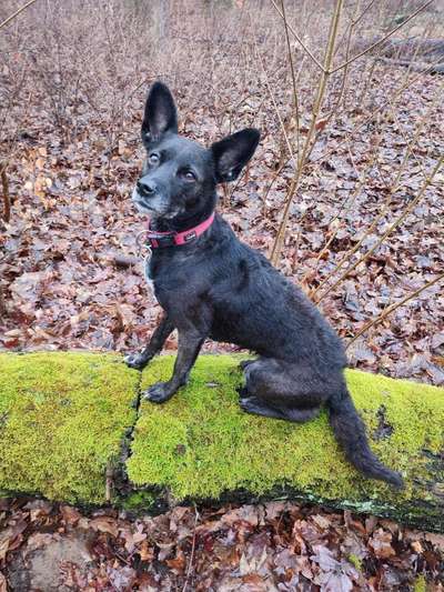 Wald Bild-Beitrag-Bild