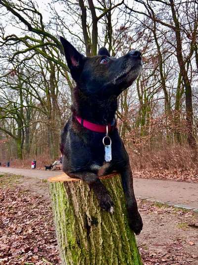 Die wunderschöne Welt mit Hund.-Beitrag-Bild