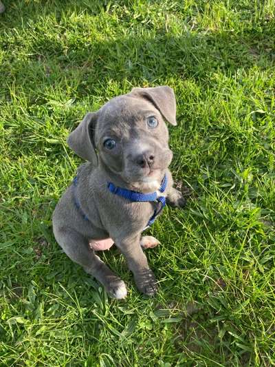 Hundetreffen-Welpen oder kleine Hunde Treffen bei Malente und Umgebung-Bild